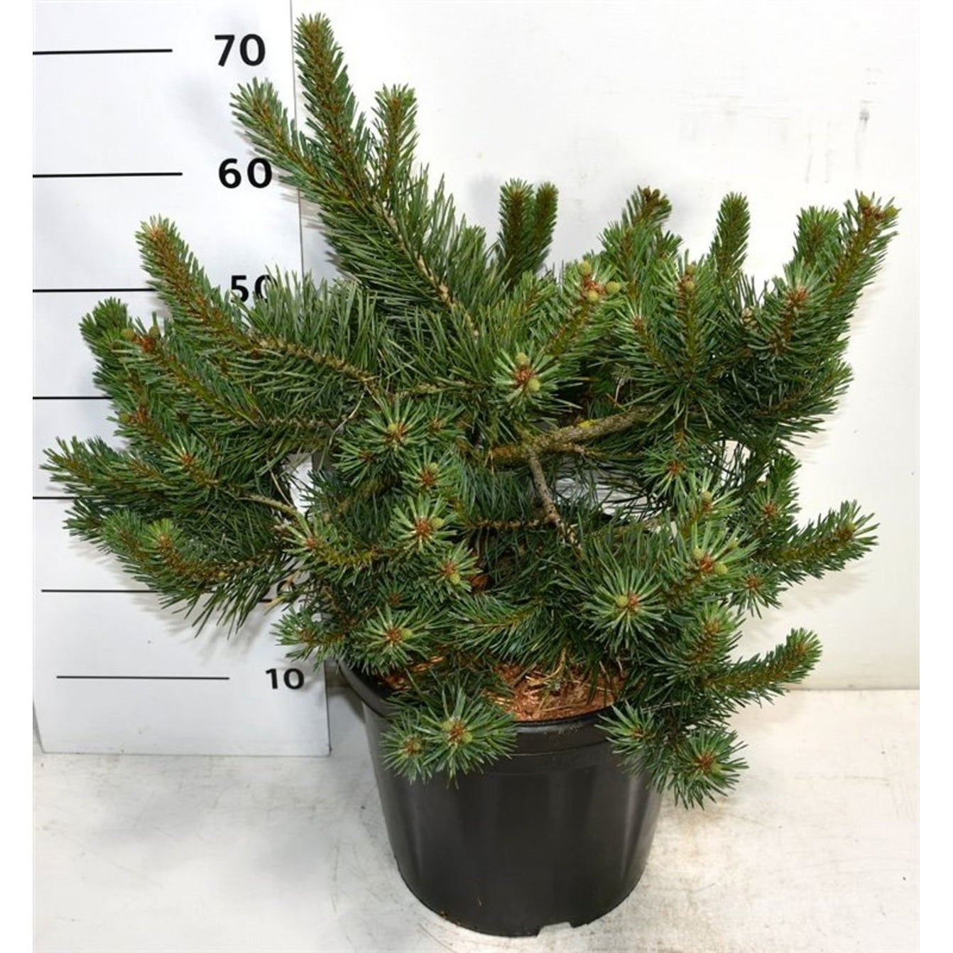 Tall – Pinus sylvestris 'Albyns' - C18 40-50 cm.